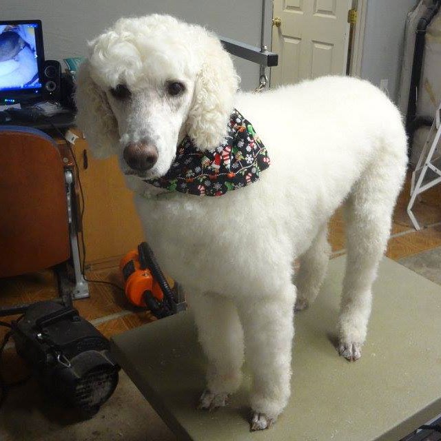 Jennifer's Pet Grooming Photos Loveland CO