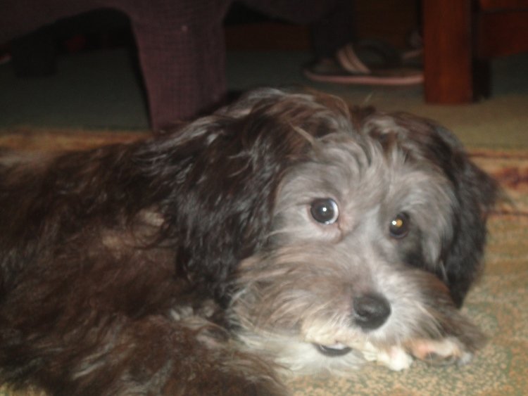 Pet Grooming Lincoln, NE Wachal Pet Health Center