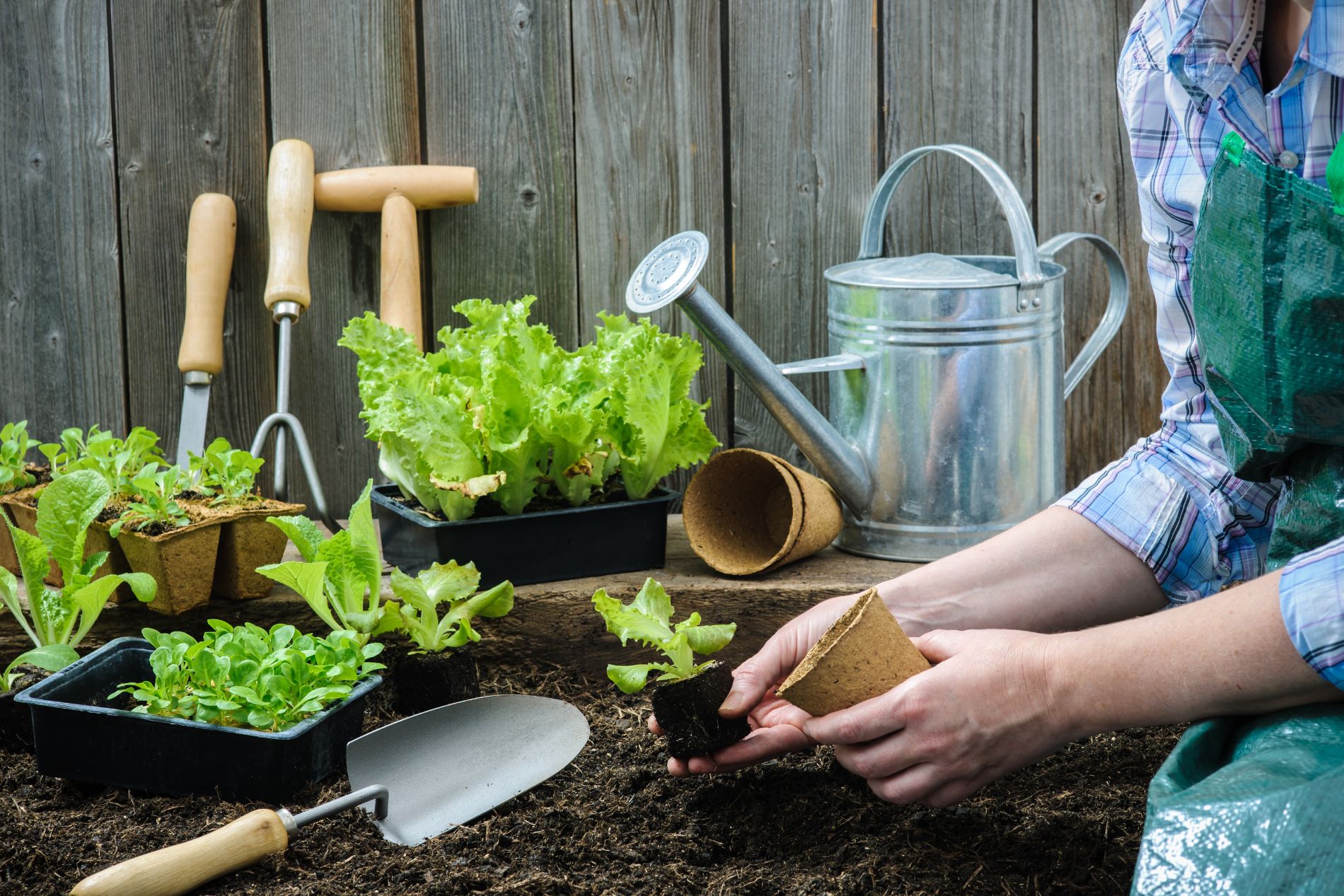 Altro: Crea Un Mini Stagno - Il Mio Bellissimo Giardino | 2025 Altro: Crea Un Mini Stagno - Il Mio Bellissimo Giardino | 2025