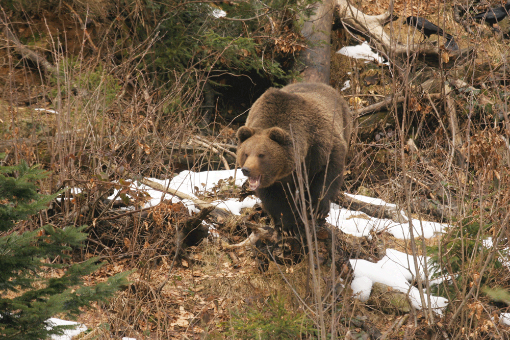 natalies adventures, bavaria, vic sharratt, travelling, drawings from the wild,