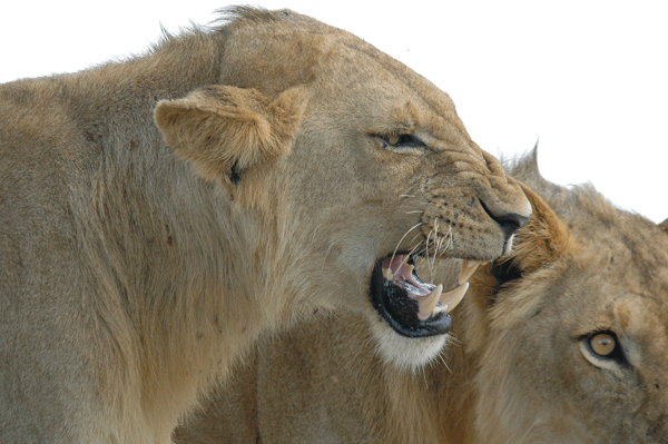 Daryl Balfour, Sharna Balfour, Phil West, wild photo safaris