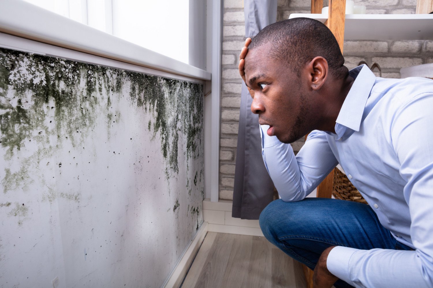 Mold Remediation and Removal Services In Springfield and Branson MO