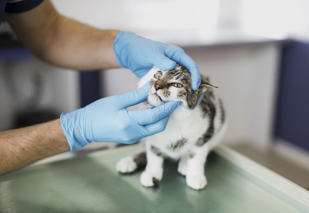 CLÍNICA VETERINARIA CÓRDOBA