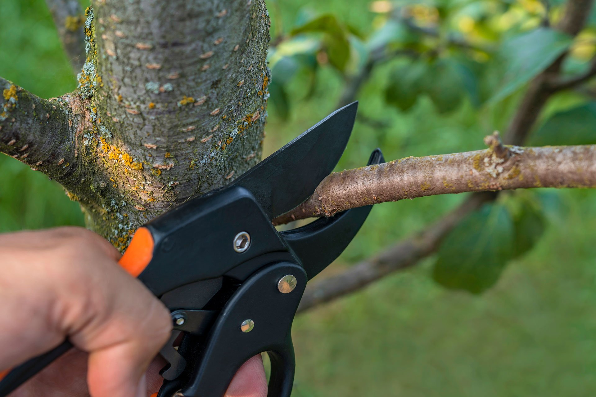 Tree Services Bismarck, ND Beaver Creek Tree Service