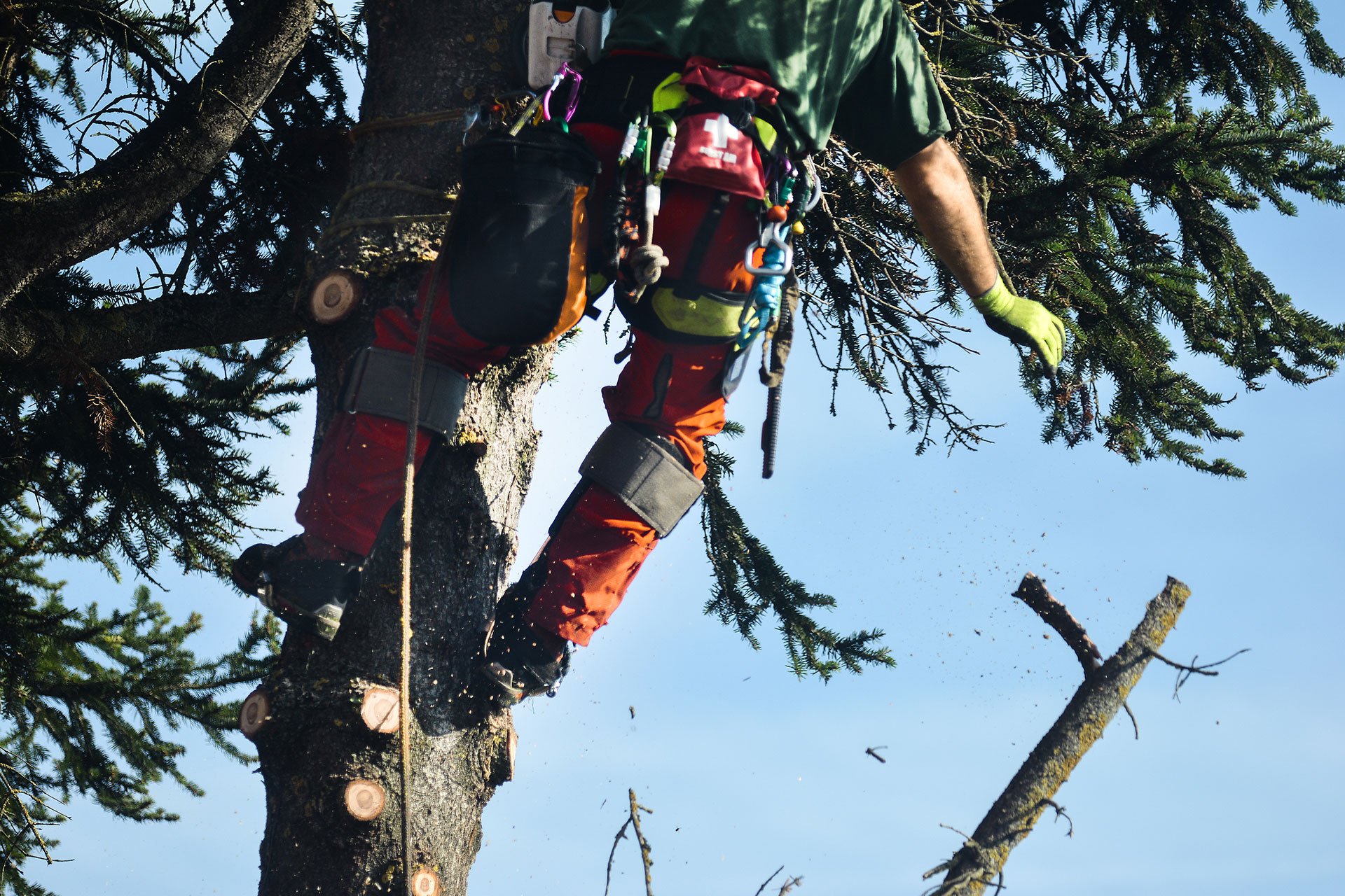 Tree Services Bismarck, ND Beaver Creek Tree Service