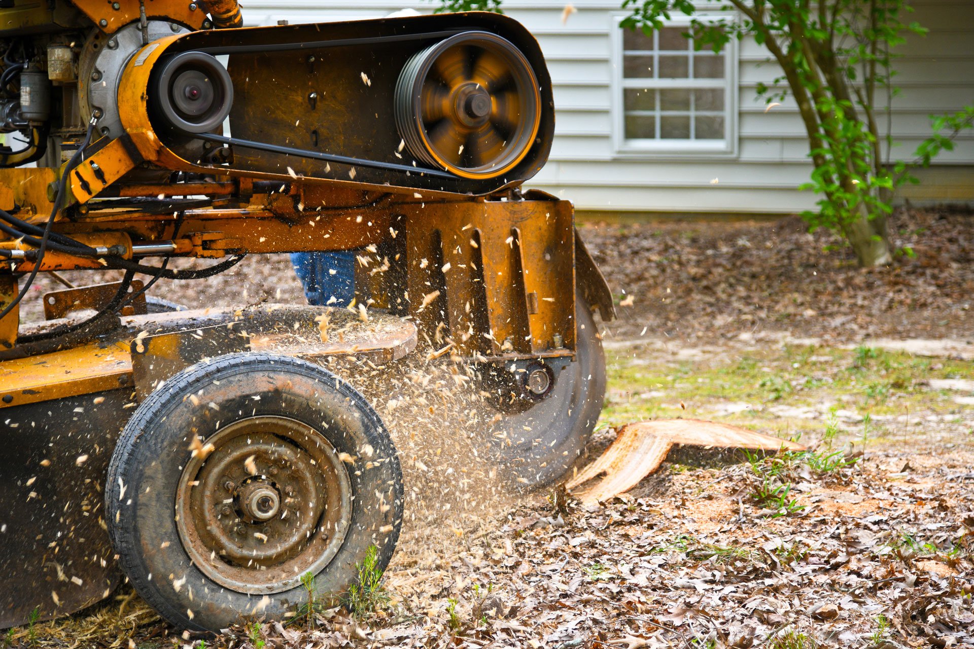 Tree Services Bismarck, ND Beaver Creek Tree Service