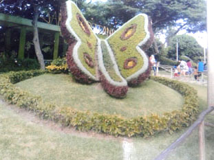 Inversiones Máximo Grass