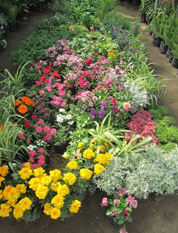 Inversiones Máximo Grass