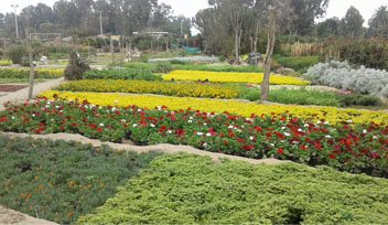 Inversiones Máximo Grass