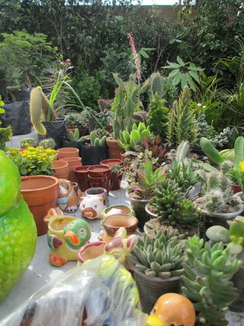 Inversiones Máximo Grass