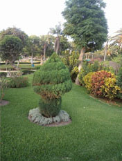 Inversiones Máximo Grass