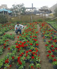 Inversiones Máximo Grass