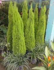 Inversiones Máximo Grass