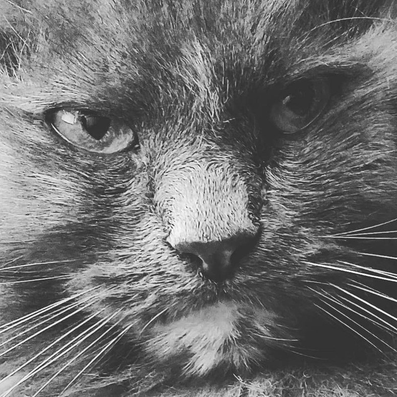 Pet Portraits Williamson, NY PaleoPix