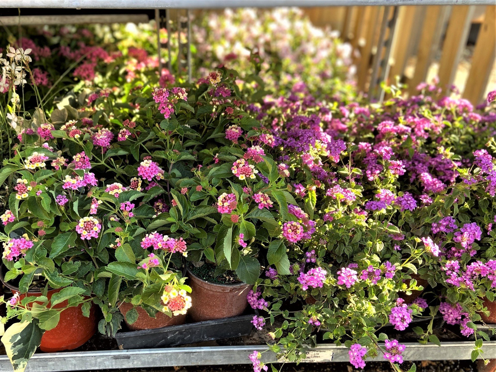 Photo Gallery Wilmington and Leland, NC Bloomin' Crazy Nursery and More