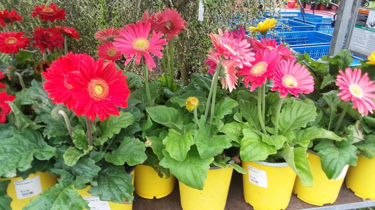 Landscaping Services Wilmington and Leland, NC Bloomin' Crazy Nursery and More