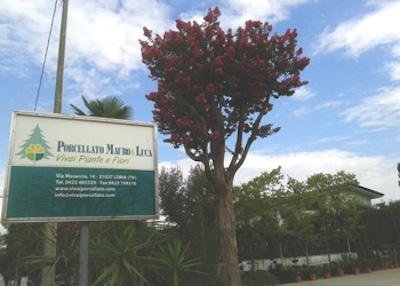 Piante E Fiori Vendita Piante E Fiori Orari E Aperture Treviso