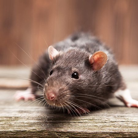 Pest Control Florida | Florida Keys | Williams Pest ...