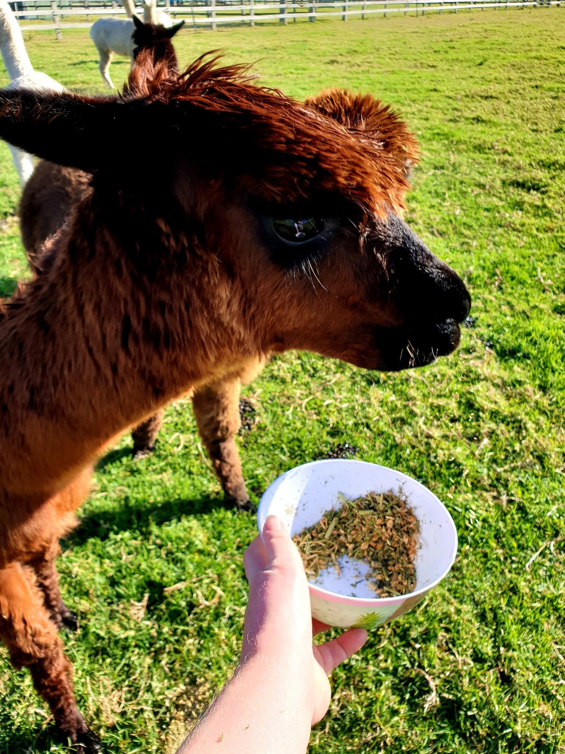 Breakfast with Alpaca's