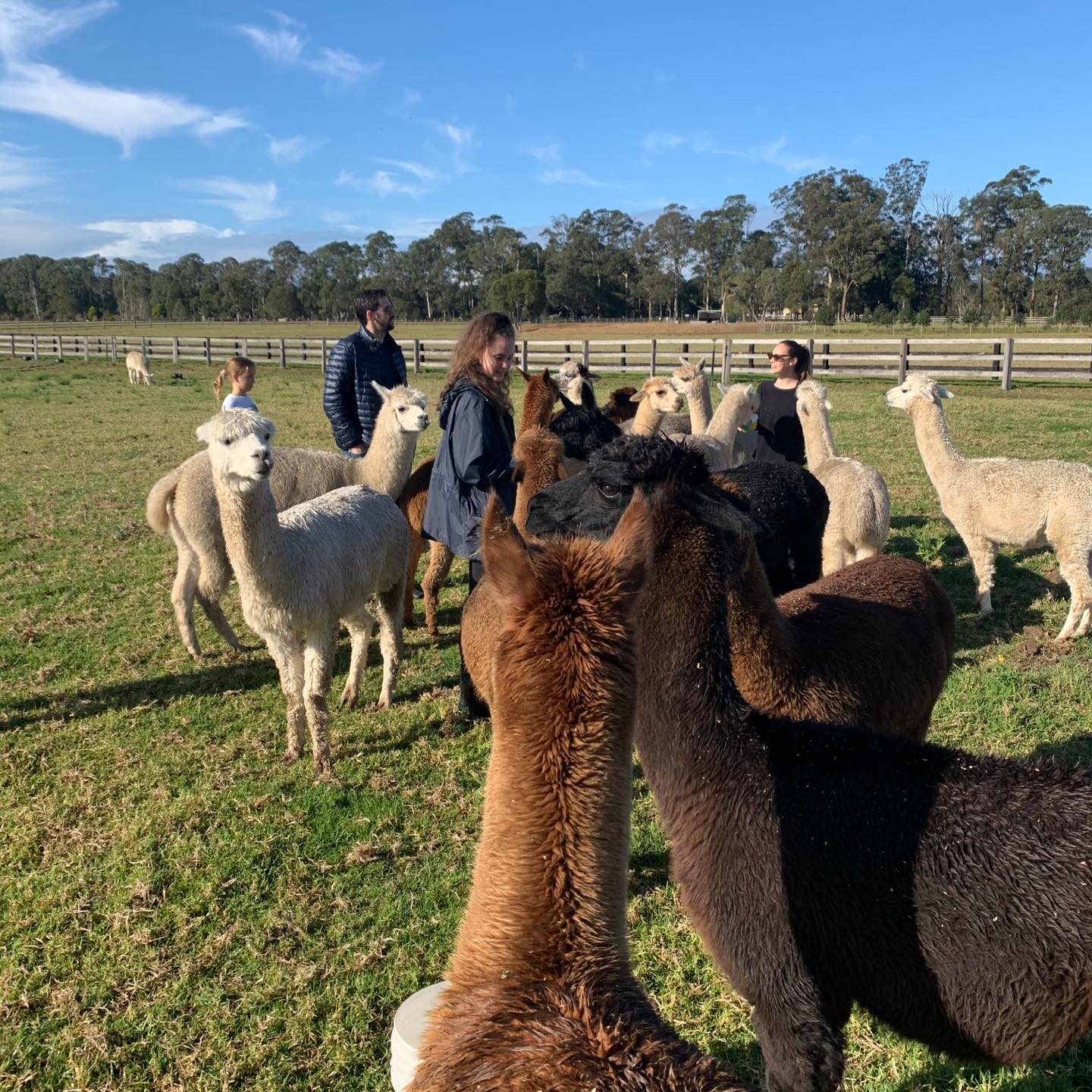 Breakfast with Alpaca's