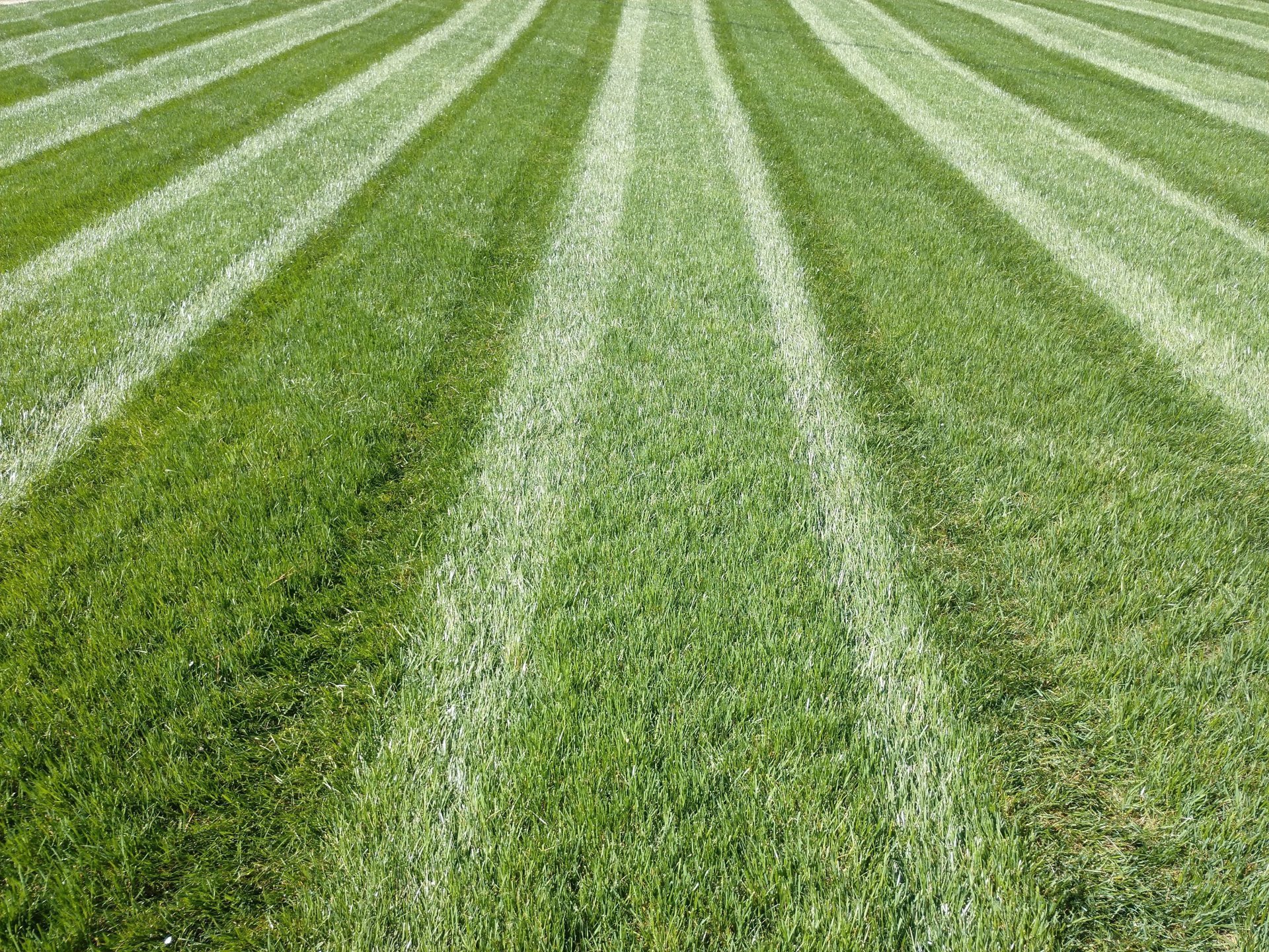 Green Dreams Custom Turf Management Projects