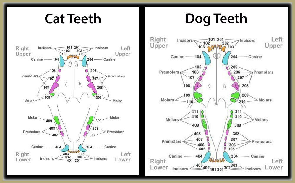 Pet Dental Care Huntington Beach, CA