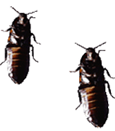 Roaches, Pest Prevention in Marion, IN