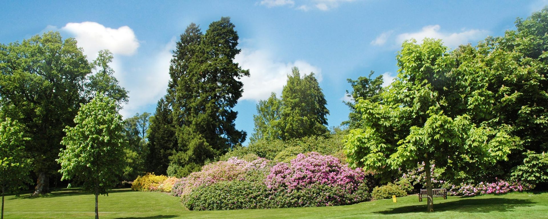 Your Tree and Plant Destination in Perth Advanced Nursery