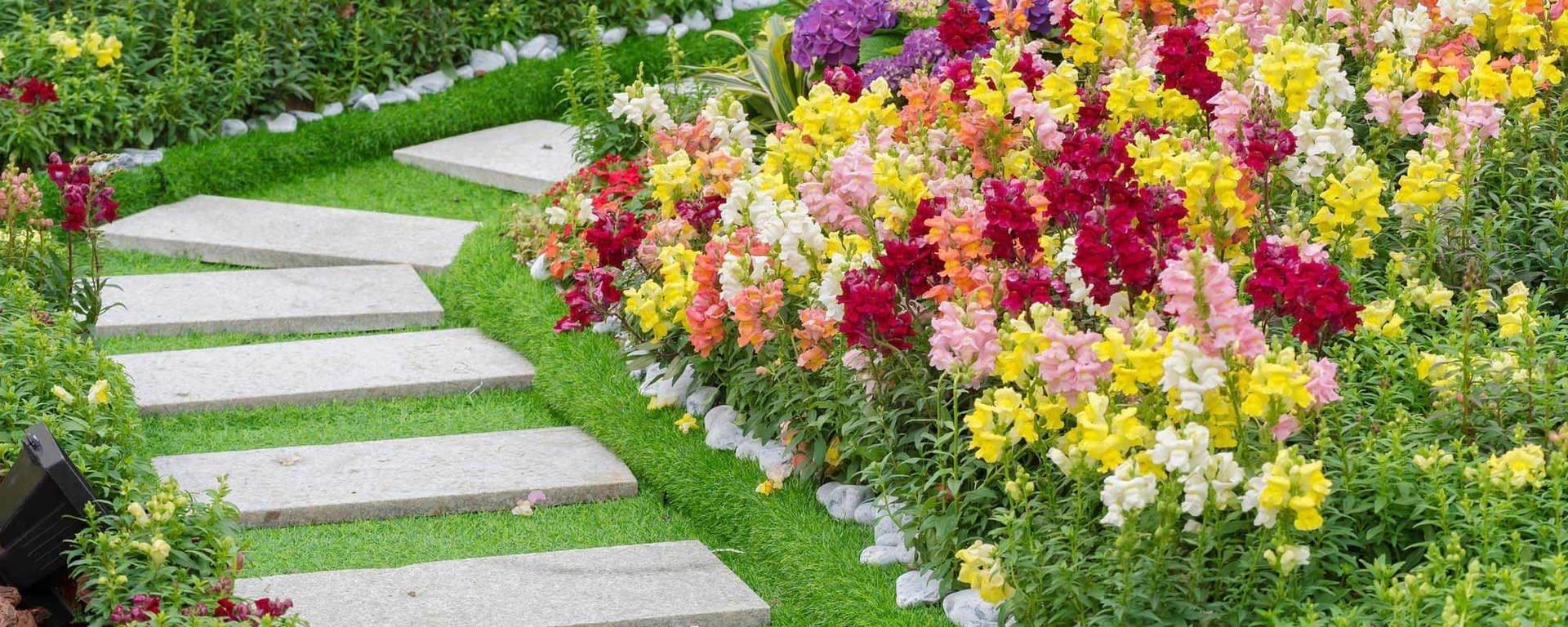 Your Tree and Plant Destination in Perth Advanced Nursery