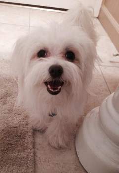 white maltipoo puppies white maltipoo detailed information and photos white maltipoo puppies white maltipoo detailed information and photos