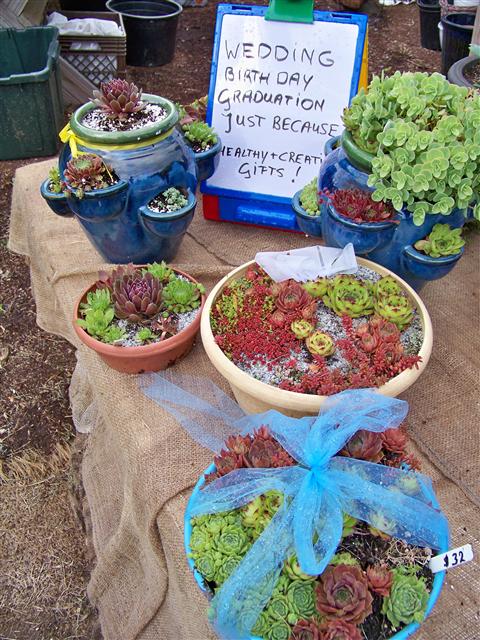 How to maintain hardy succulent garden containers in cold climates: