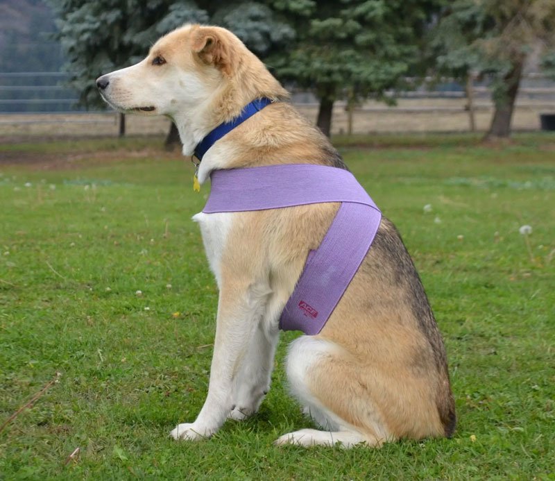 Tellington TTouch training /Mutts with Manners / Horley