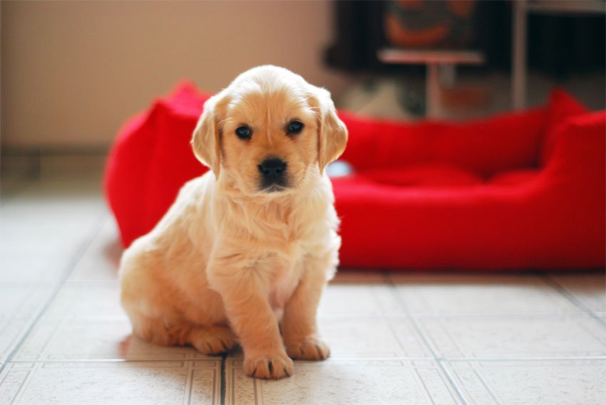 Dog Trainers Mutts With Manners Dog Training Behaviour
