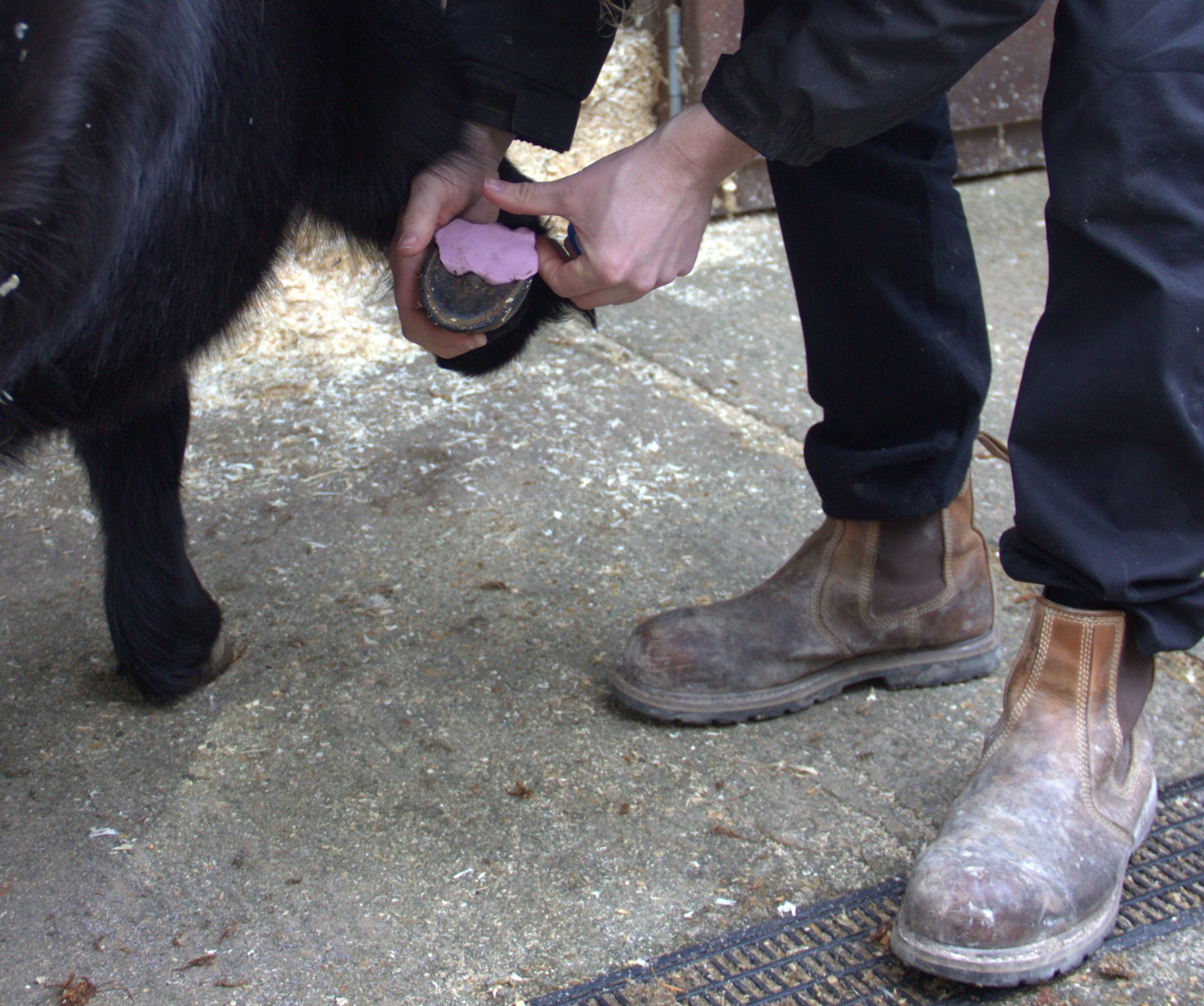 Preventing laminitis