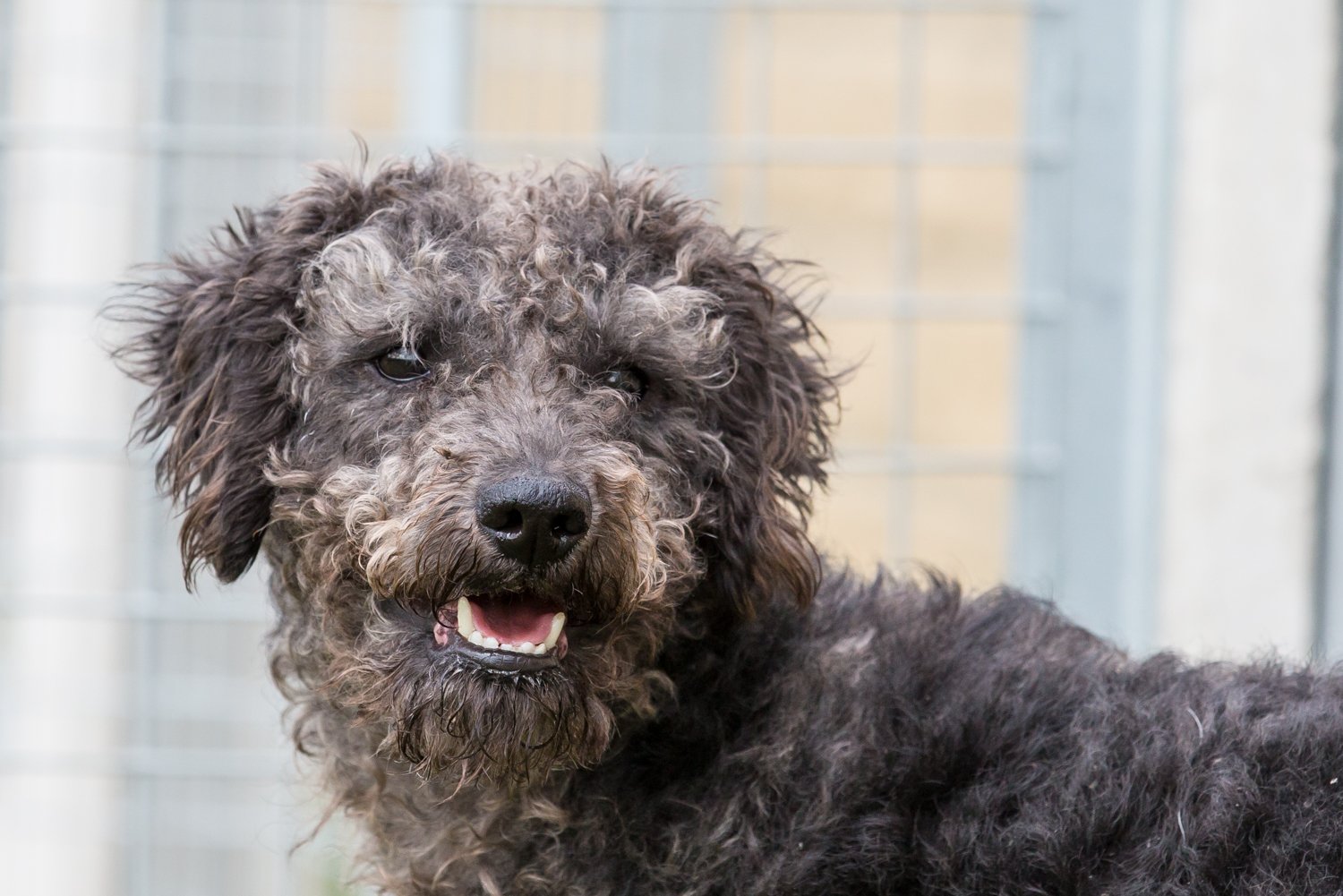 About Us Sheffield The Cliffe Kennels