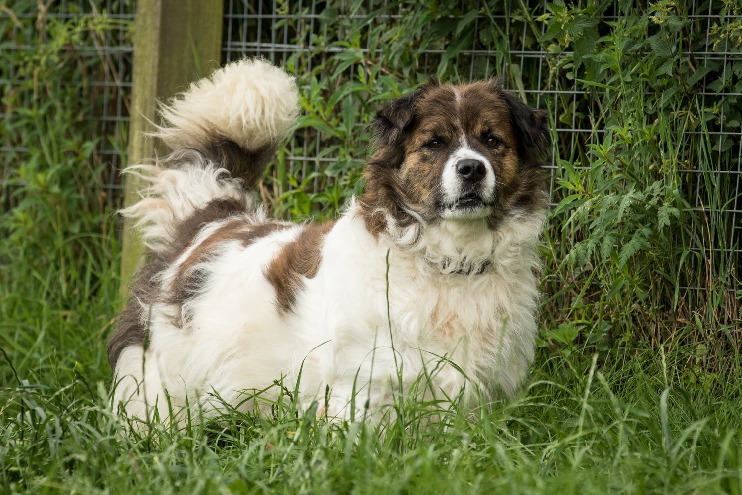 Useful Information for Clients The Cliffe Kennels