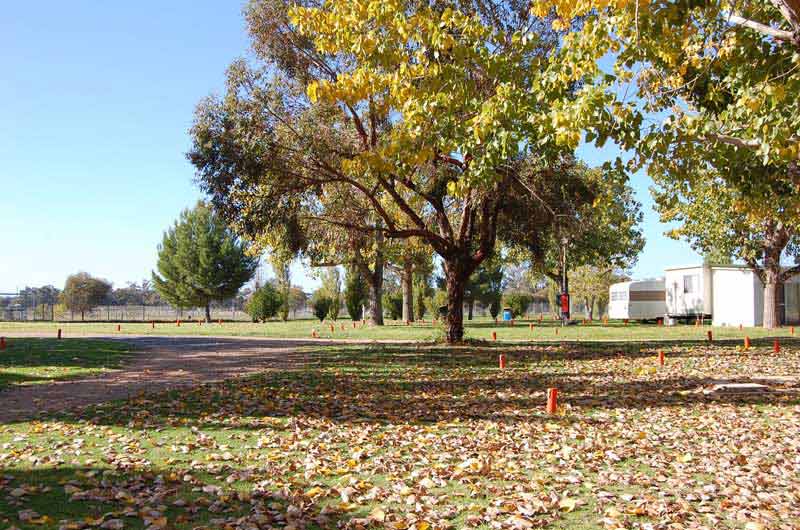 tree and leaves in caravan park in curlwaa
