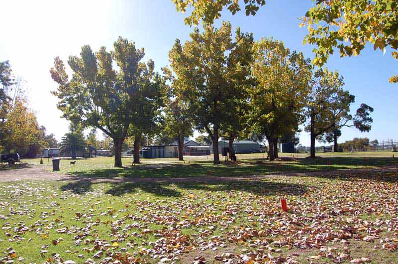 trees in caravan park in curlwaa
