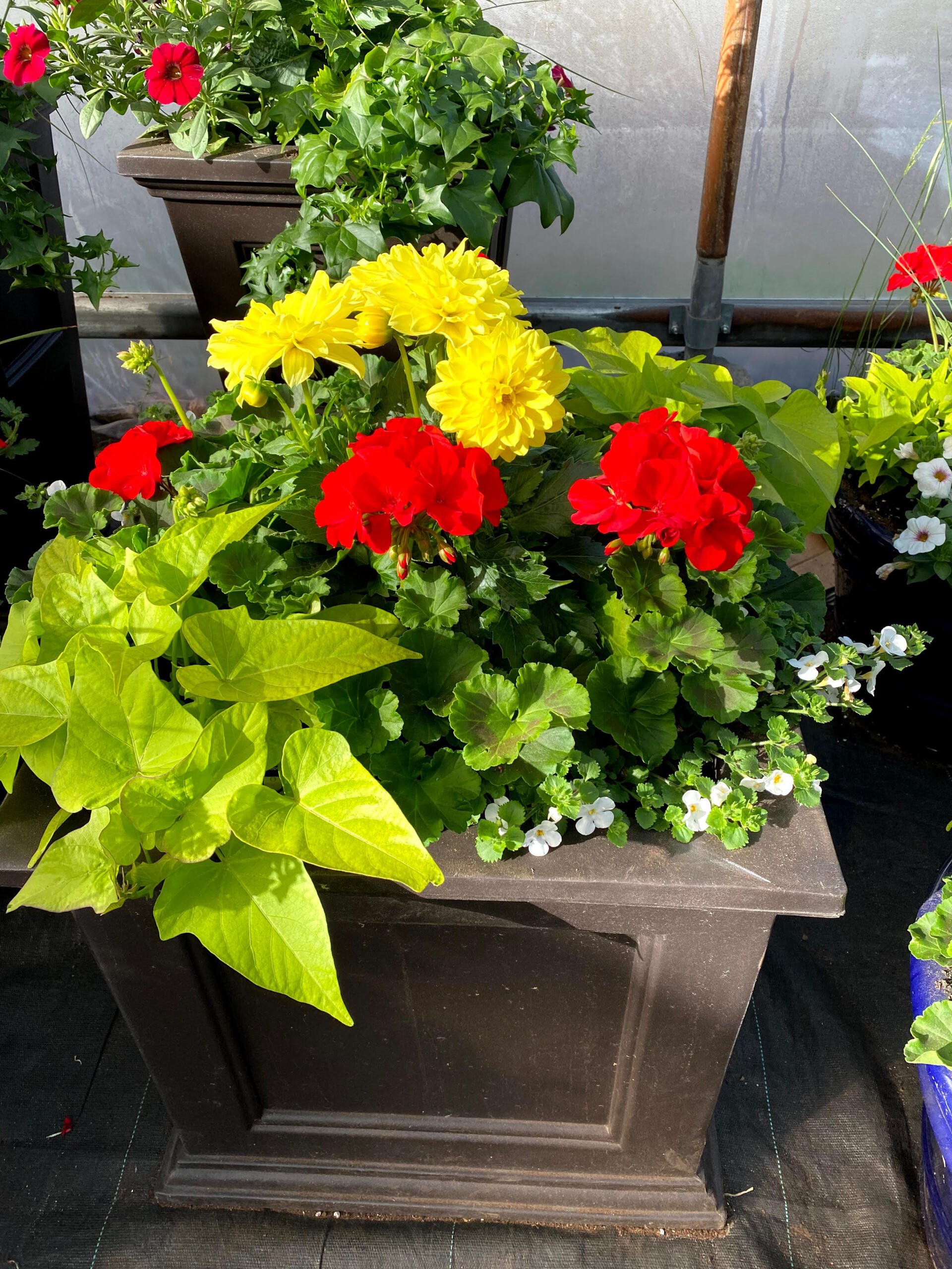 galix chaussures site