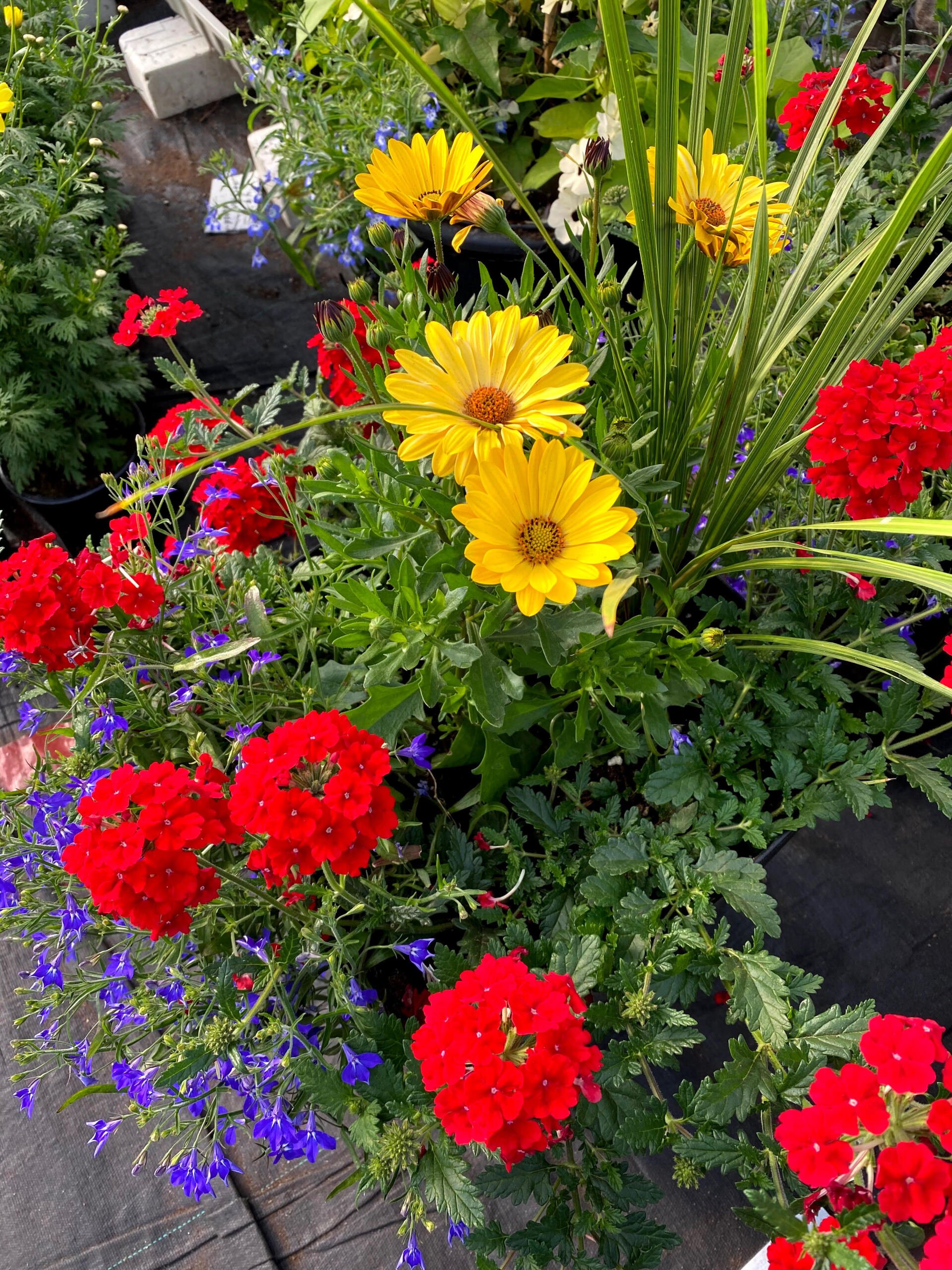 galix chaussures site