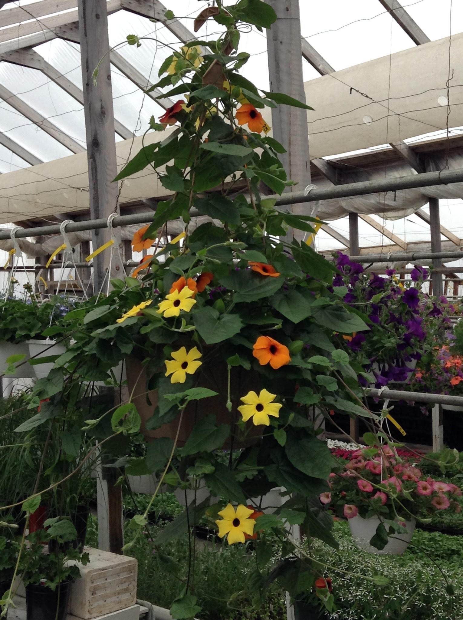 galix chaussures site