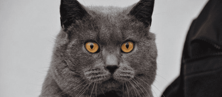 Allevamento Gatto Certosino Torino Casa Mattia