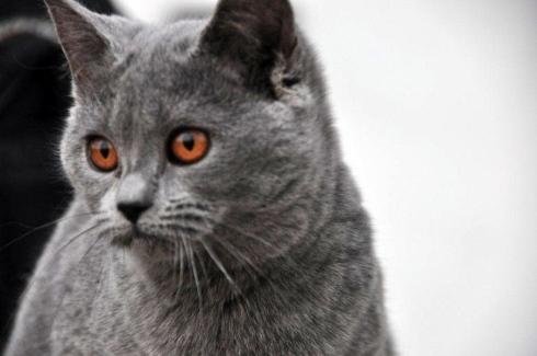 Allevamento Gatto Certosino Torino Casa Mattia