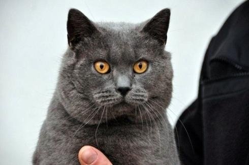 Allevamento Gatto Certosino Torino Casa Mattia
