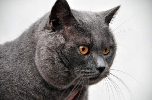 Allevamento Gatto Certosino Torino Casa Mattia
