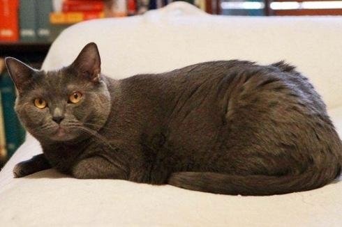 Allevamento Gatto Certosino Torino Casa Mattia