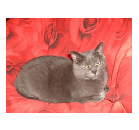 Allevamento Gatto Certosino Torino Casa Mattia