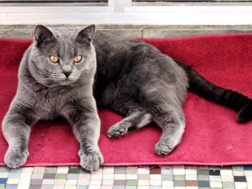 Allevamento Gatto Certosino Torino Casa Mattia