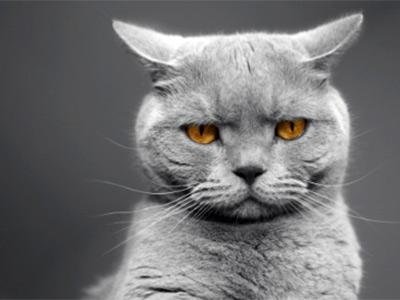 Allevamento Gatto British Torino Casa Mattia