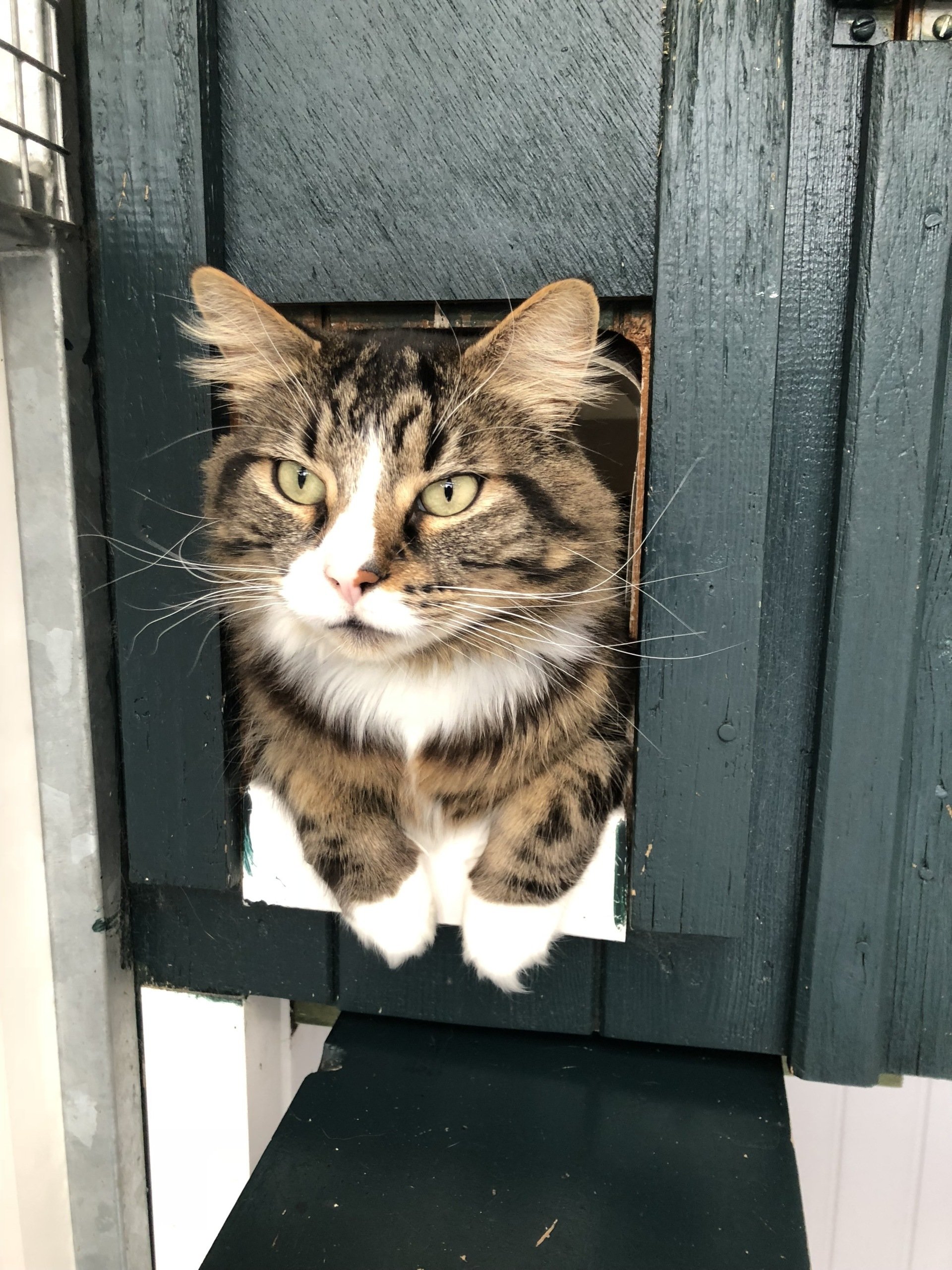 Pet Pals Boarding Cattery
